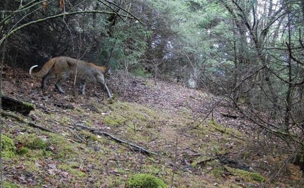 四川阿坝发现“黄虎”身形矫健性情凶猛一张大花脸十分吸睛(图1)