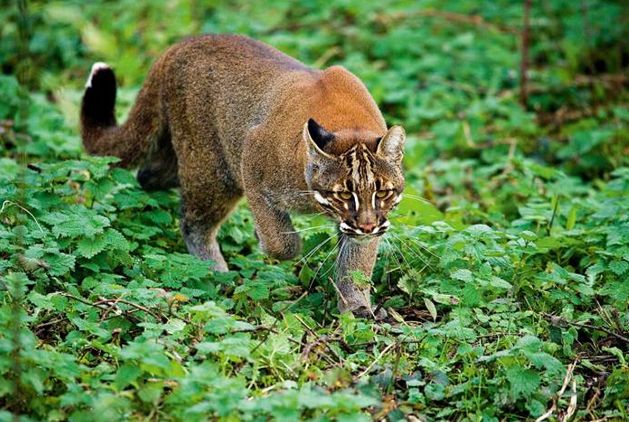 四川阿坝发现“黄虎”身形矫健性情凶猛一张大花脸十分吸睛(图3)