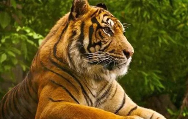 路子不一样成果更惊艳！中国顶尖技术问世全球独有美国发愁