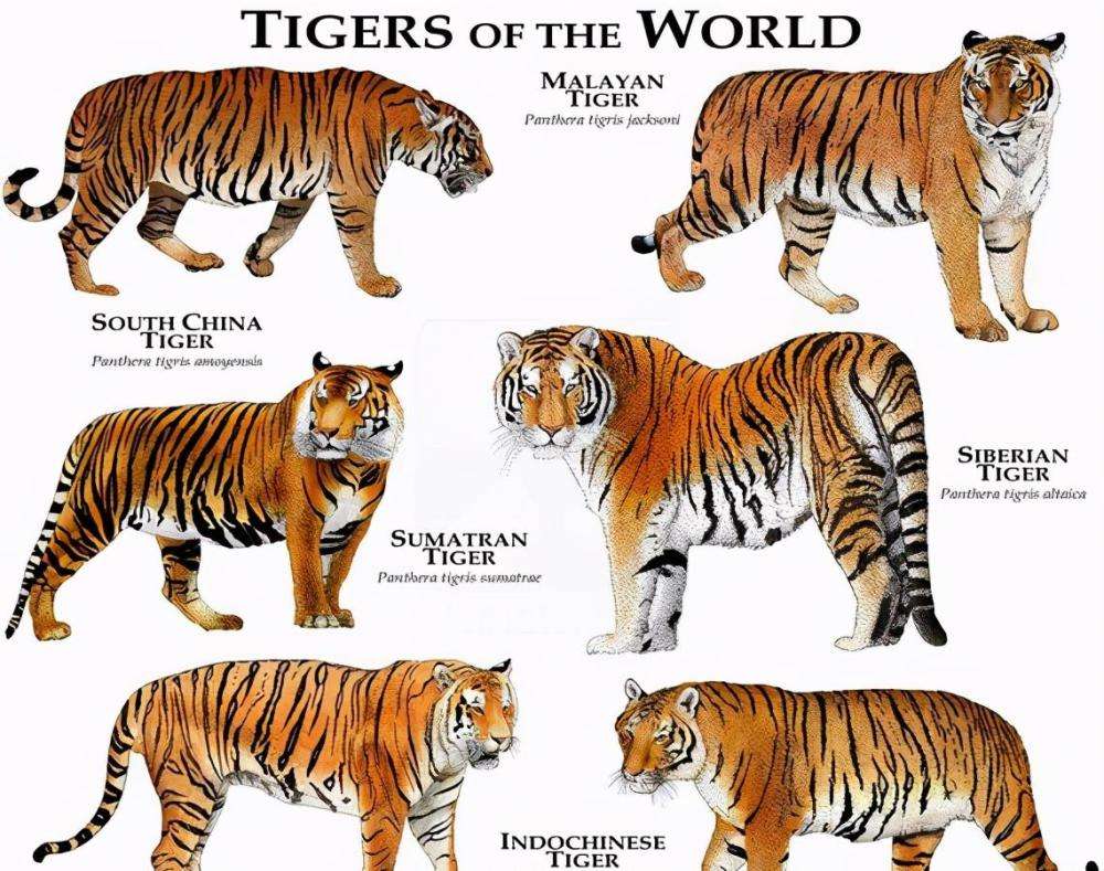 浙商汇金新兴消费混合