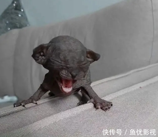 群核科技通过聆讯 飞速创新首周累涨超45%｜港股IPO周报